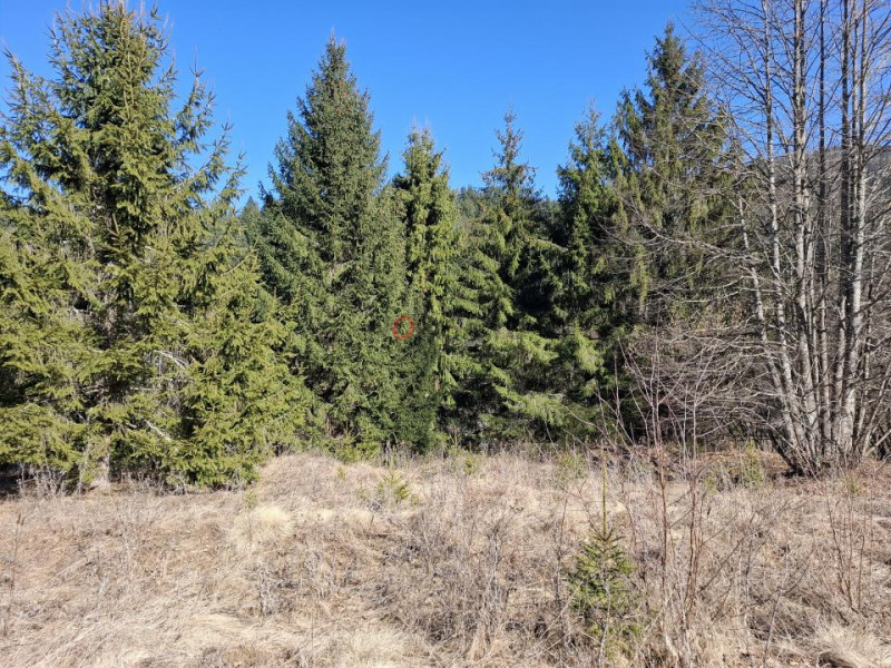 Teren Intravilan | Schitu Tarcău | 2089MP | Izvor | Platou