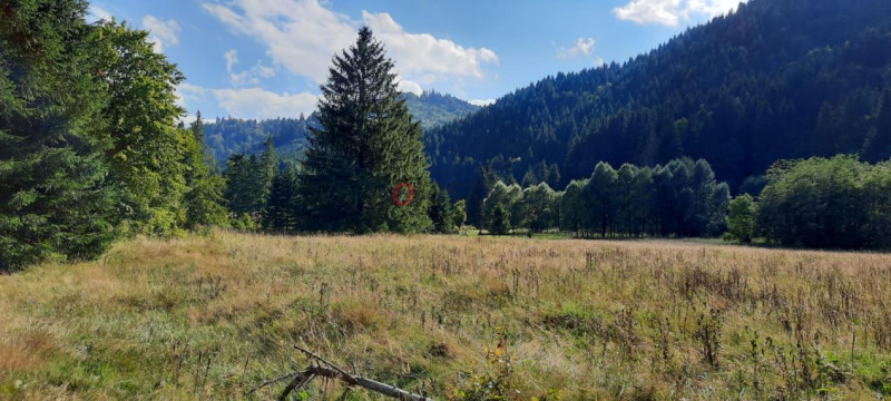 Teren Intravilan | Schitu Tarcău | 2089MP | Izvor | Platou