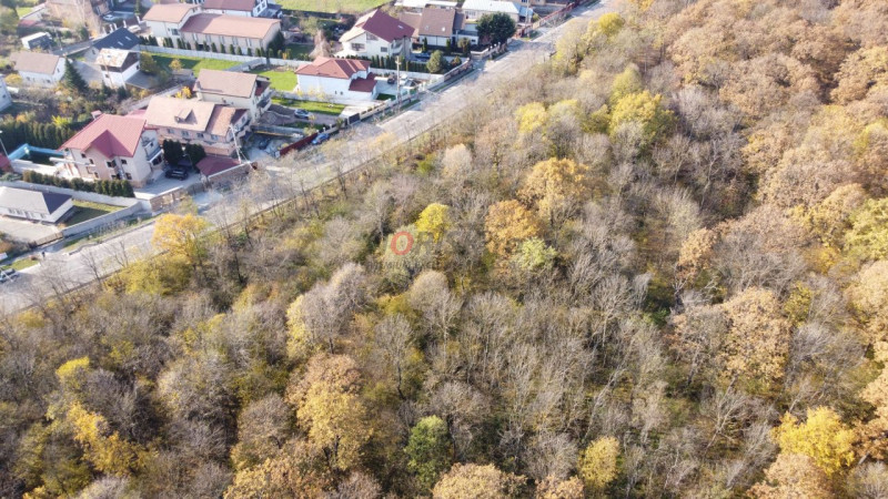 Vanzare 3040 mp de padure la soseaua Cernica